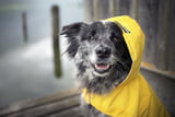Regenmantel_Hund.jpg