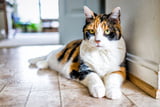 AlteKatze_Aufmacher.jpg