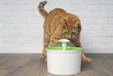 Katzenbrunnen_Test.jpg