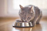 Fehler Katzenfütterung