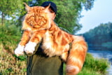 XXLKatzenrassen_Aufmacher.jpg