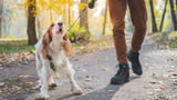 Tipps gegen Leinenaggression beim Hund