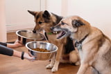 Futteraggression bei Hunden