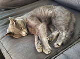 Katzen und Fellwechsel