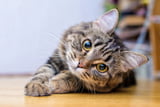 Katzenalter_Aufmacher.jpg