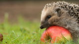 Igel sitzt auf Apfel