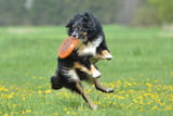 Hundefrisbee_Aufmacher.jpg