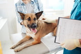 Kastration_Hund_Aufmacher.jpg