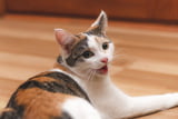 Katze Asthma 01