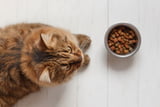 Gewichtskontrolle_Katze_Aufmacher.jpg