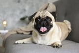 Mops.jpg