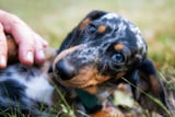 Fellfarben_Hund_Gefährlich_Aufmacher.jpg