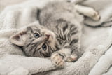 Bei der Erstausstattung für Katzen muss man einiges beachten.