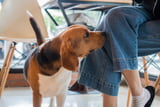 studie-hund-riecht-stress.jpg