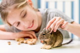 Kinder müssen rücksichtsvoll mit Degus umgehen.
