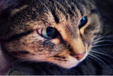 können-katzen-weinen