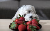 duerfen-hunde-erdbeeren-essen.jpeg