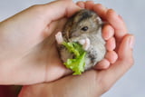 Mit Ruhe und Geduld machen Sie Ihren Hamster handzahm.