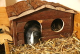 EHFT_Meerschweinchen_Die_Inneneinrichtung_a-d2007_0098p.jpg
