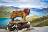 teuerste_Huderasse_der_Welt_Tibet_Mastiff.jpg