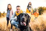 Familienhund