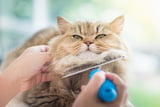 Katzenpflege