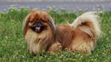 Hund frisst etwas vom Boden und stirbt fast – doch Giftköder sind nicht der Grund!