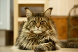 No-Gos im Katzenhaushalt