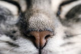 Katzennase Gesundheit