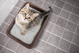 Katzenklo: Wichtige Tipps