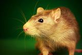 EHFT_Ratten_UEberlegungen_vor_dem_Kauf_Andrey-Armyagov_Fotolia.jpg
