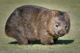 Wombat