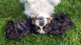 Hunde sind manchmal seltsam