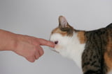 So lässt sich die Katze erziehen