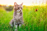 Insekten_Katze_Aufmacher.jpg