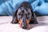 Fremdgehen_Hund_Aufmacher.jpg