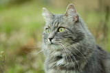 Katzen Alter