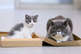 Junge und alte Katze zusammenführen