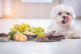 Giftig für Hunde
