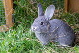 Beschäftigungsmöglichkeiten für Kaninchen
