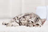Lähmung bei Katzen