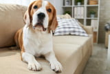 Hund Bauchschmerzen Aufmacher