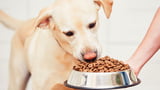Hund getreidefrei ernähren - ja oder nein?