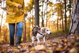 Herbstspaziergang Hund
