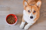 Mein Hund frisst nicht mehr, was nun?