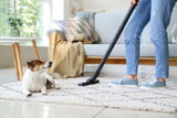 Frühjahrsputz im Hundehaushalt: Mit diesen Tipps gelingt es leichter