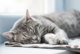 Katze Schlaf Traum
