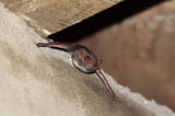 Fledermaus.jpg
