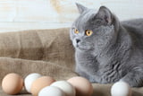 Katze_Ei_Aufmacher.jpg