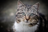 Katzennamen Aufmacher